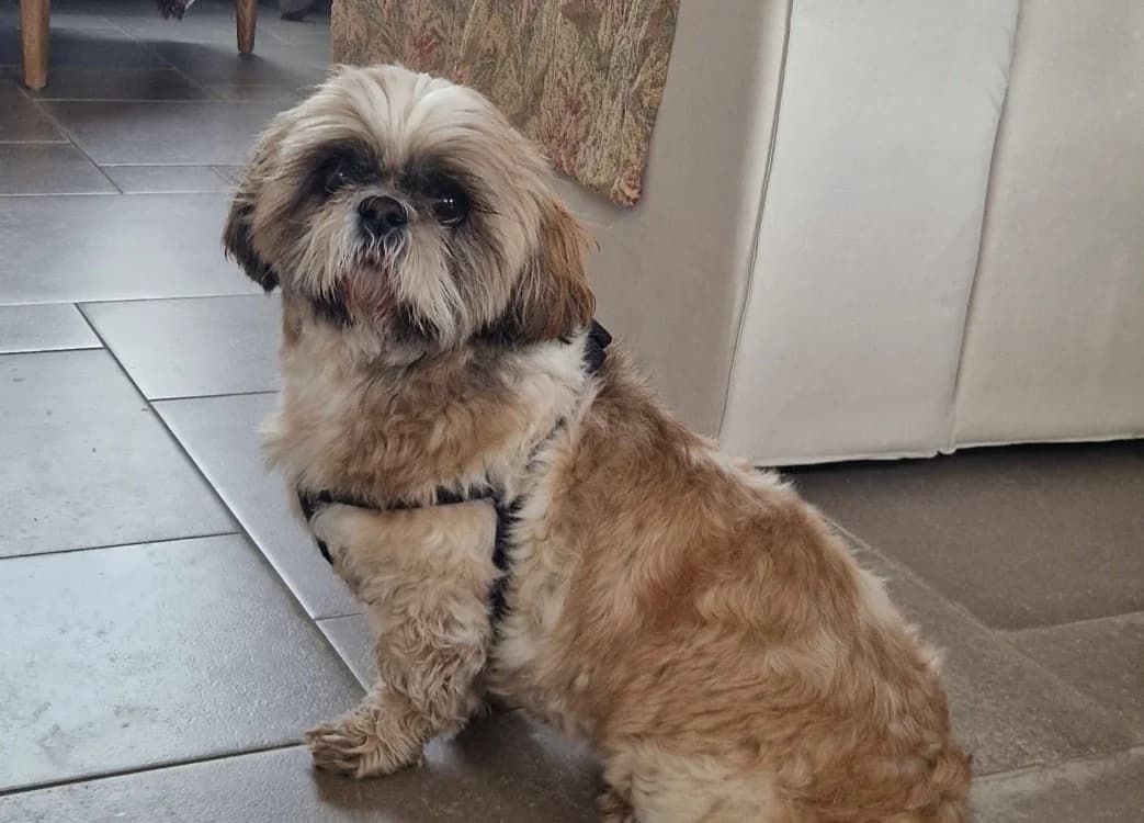 PECAN, Shih Tzu (SPA Cluses)