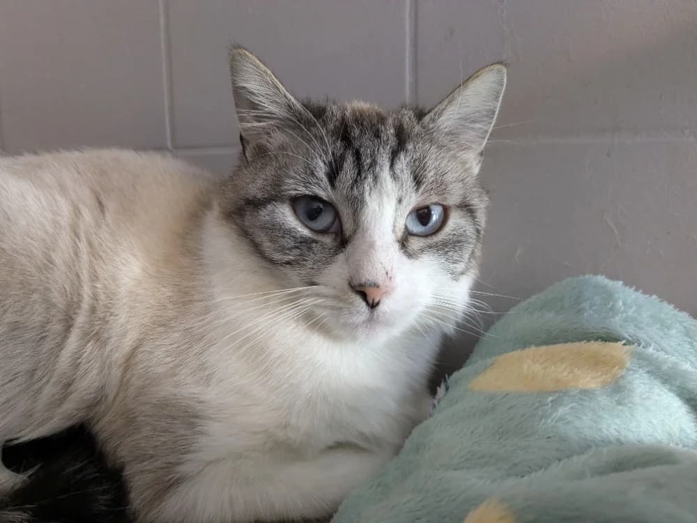 ELY, female mixed breed for adoption at SPA Pornic, Pornic