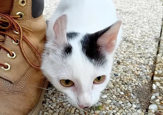 HAKI (réservé), male mixed breed for adoption at Nantes