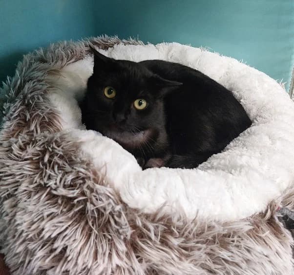 KITKAT, female 3yo mixed breed for adoption at SPA Tours (Luynes), Tours