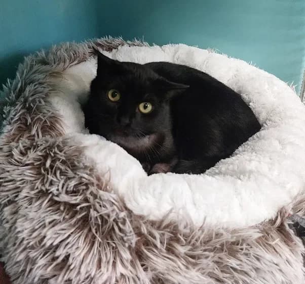 KITKAT, female mixed breed for adoption at SPA Tours (Luynes), Tours — photo 2 of 2