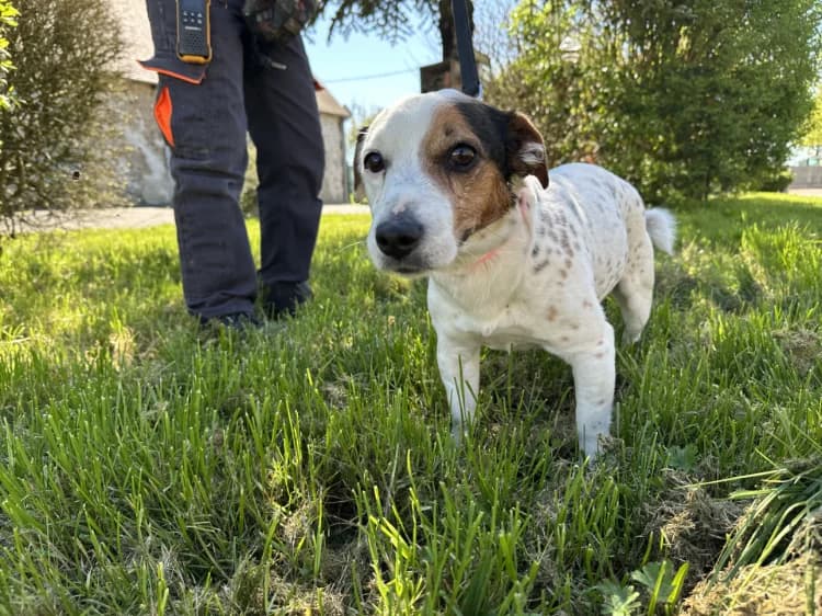 PACO, male Jack Russell Terrier for adoption at Moree
