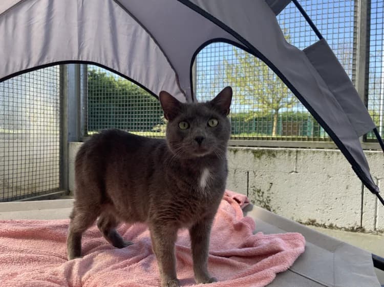 VELVET, male mixed breed for adoption at Moree
