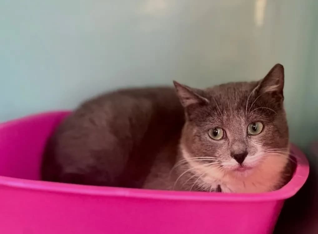 Florette [FelV+], female mixed breed for adoption at SPA Lyon - Refuge de Marennes, Lyon photo 2