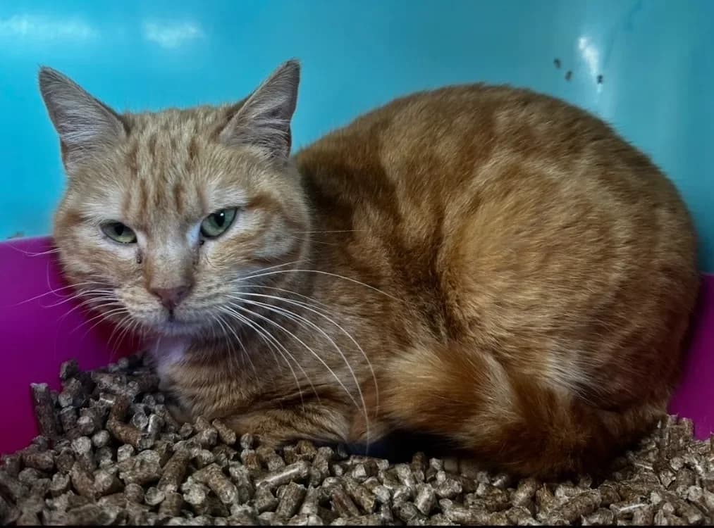 Faya [FIV+], female mixed breed for adoption at SPA Lyon - Refuge de Marennes, Lyon photo 2