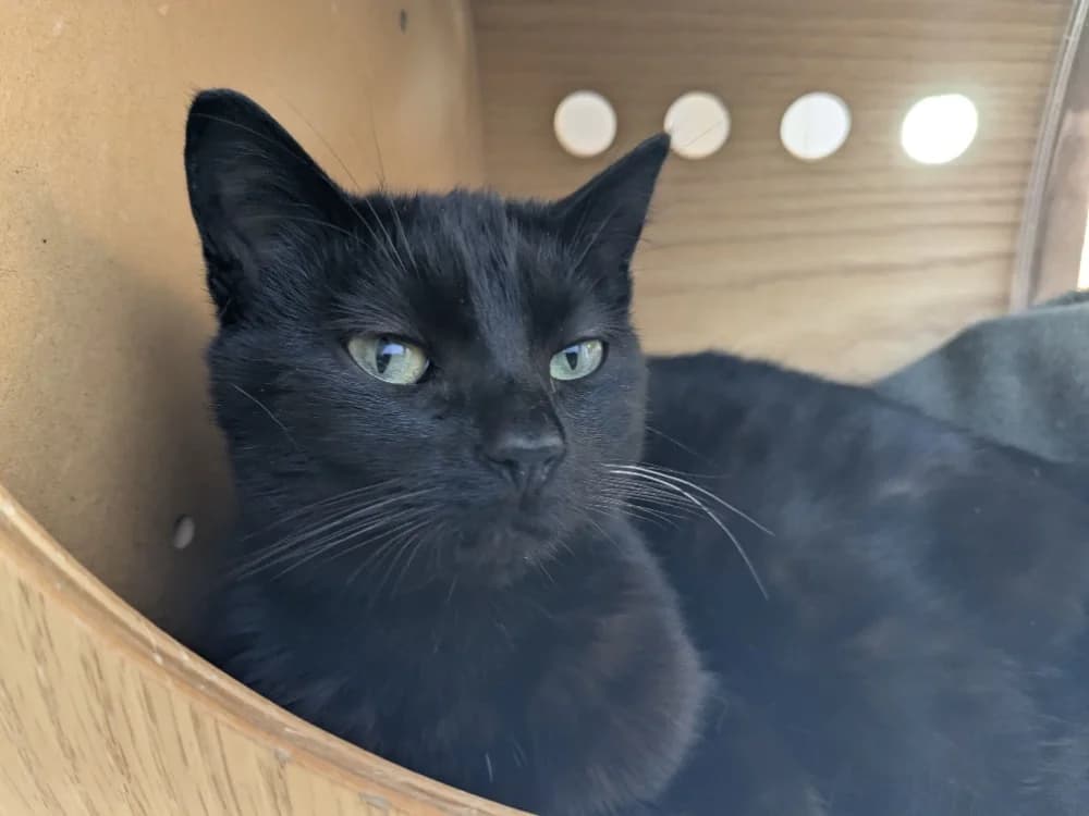 JOLY, female mixed breed for adoption at Tourcoing