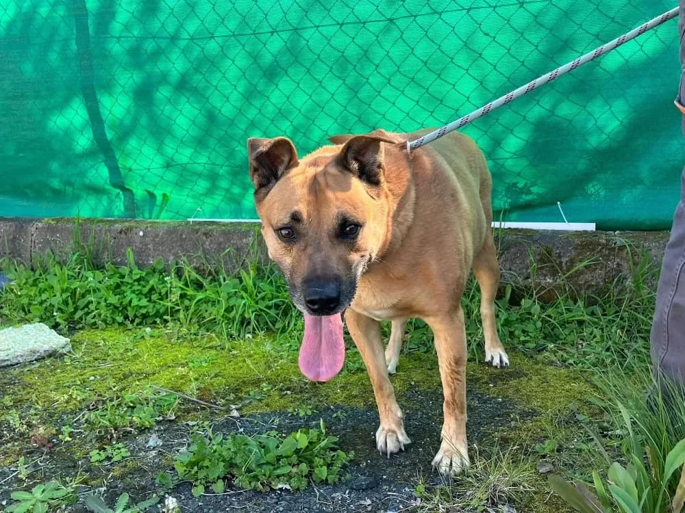 bump, male Mixed Breed for adoption at SPA Cholet, Cholet — photo 2 of 2