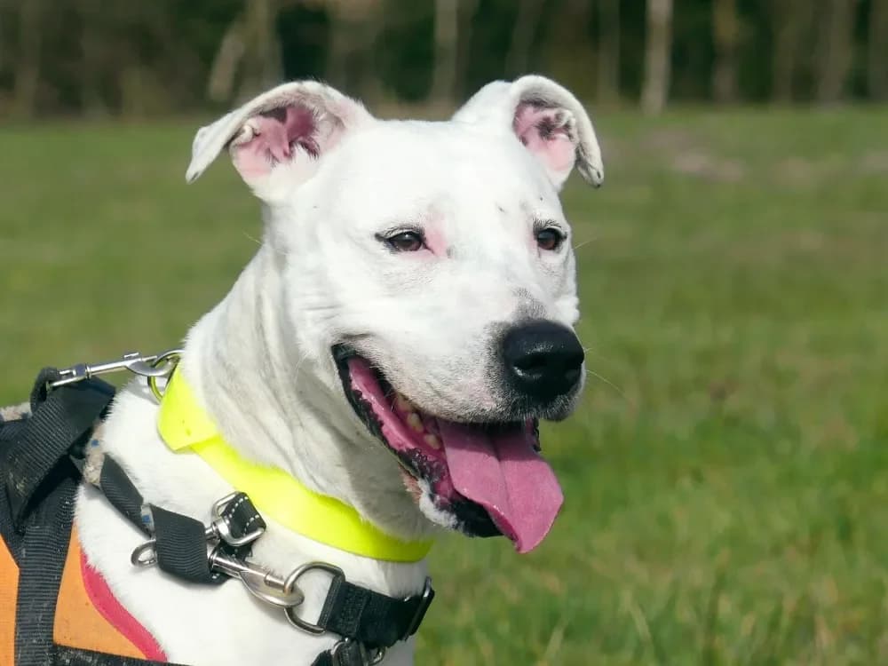 IRIS, female Mixed Breed for adoption at Maubert-Fontaine), Ardennes photo 2