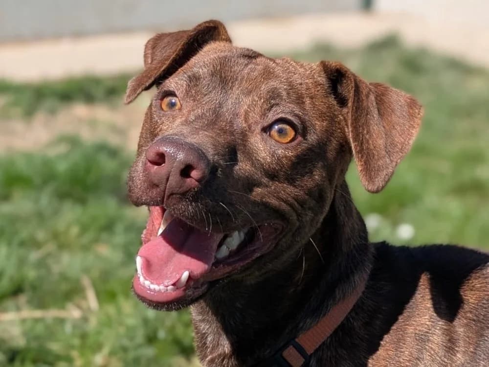 Billy, male Mixed Breed for adoption at Poulainville