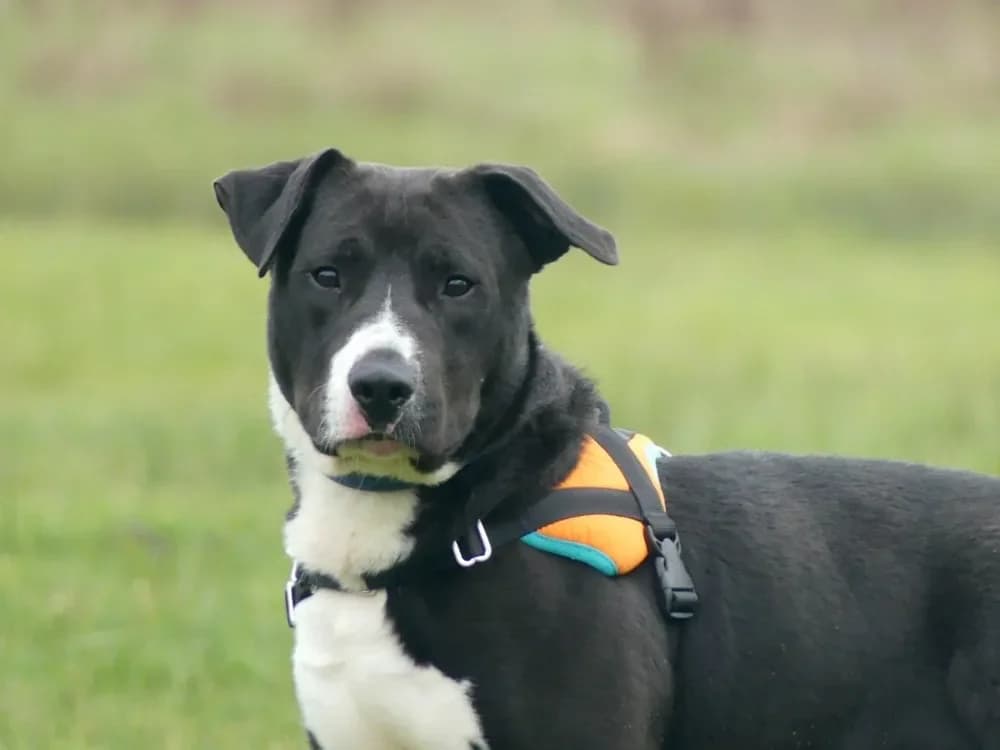 NICOLAS, male Mixed Breed for adoption at Maubert-Fontaine), Ardennes photo 2