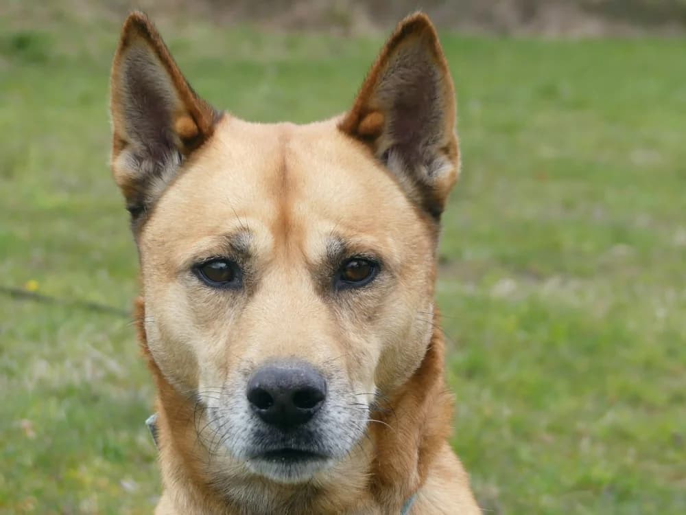 ROCKY, male 3yo Beagle for adoption at Maubert-Fontaine), Ardennes