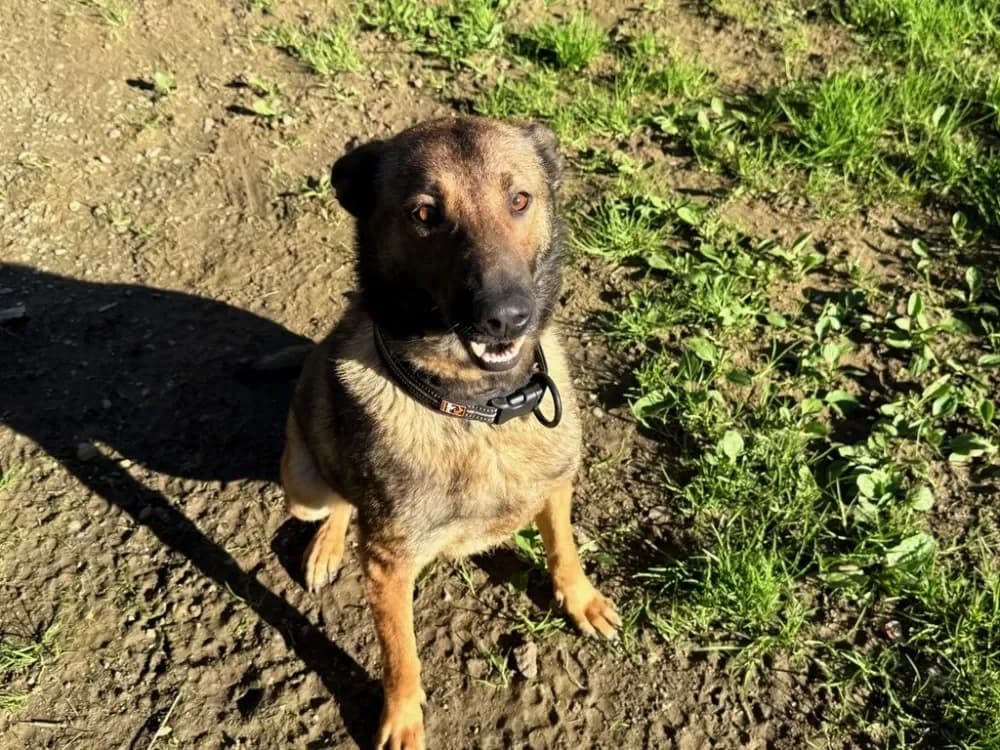 bahya, female mixed breed for adoption at Chameyrat), Tulle photo 2