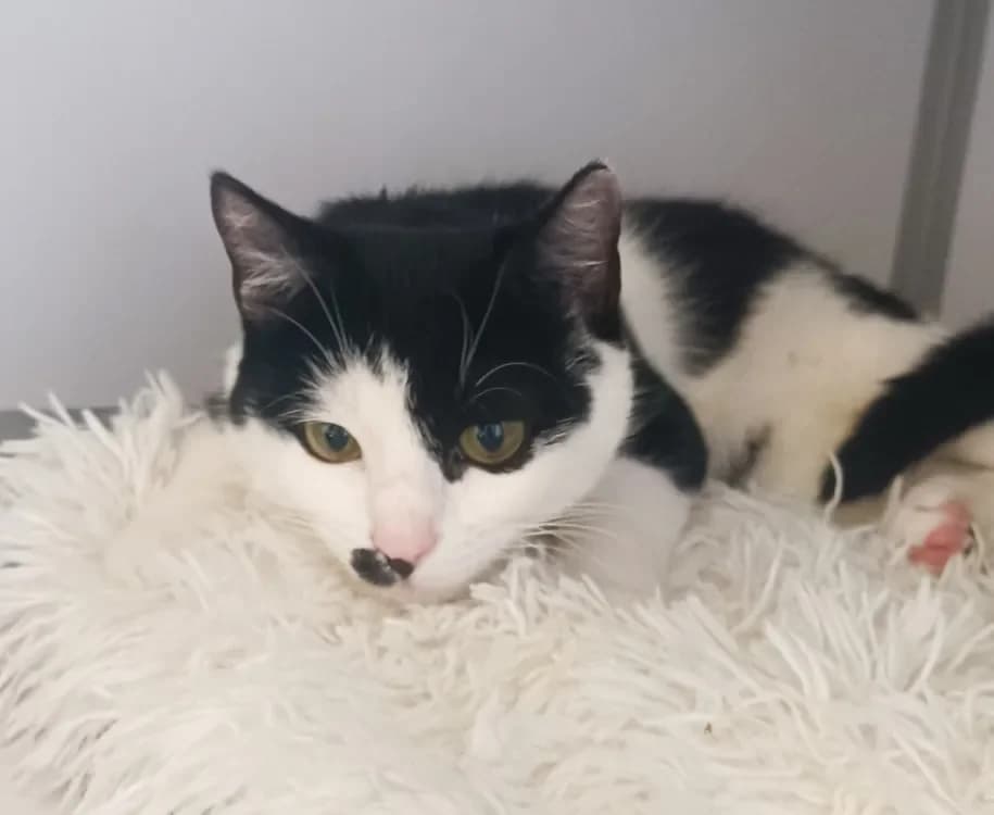 Avril (en cours d'adoption), female mixed breed for adoption at SPA Perpignan, Perpignan — photo 3 of 3