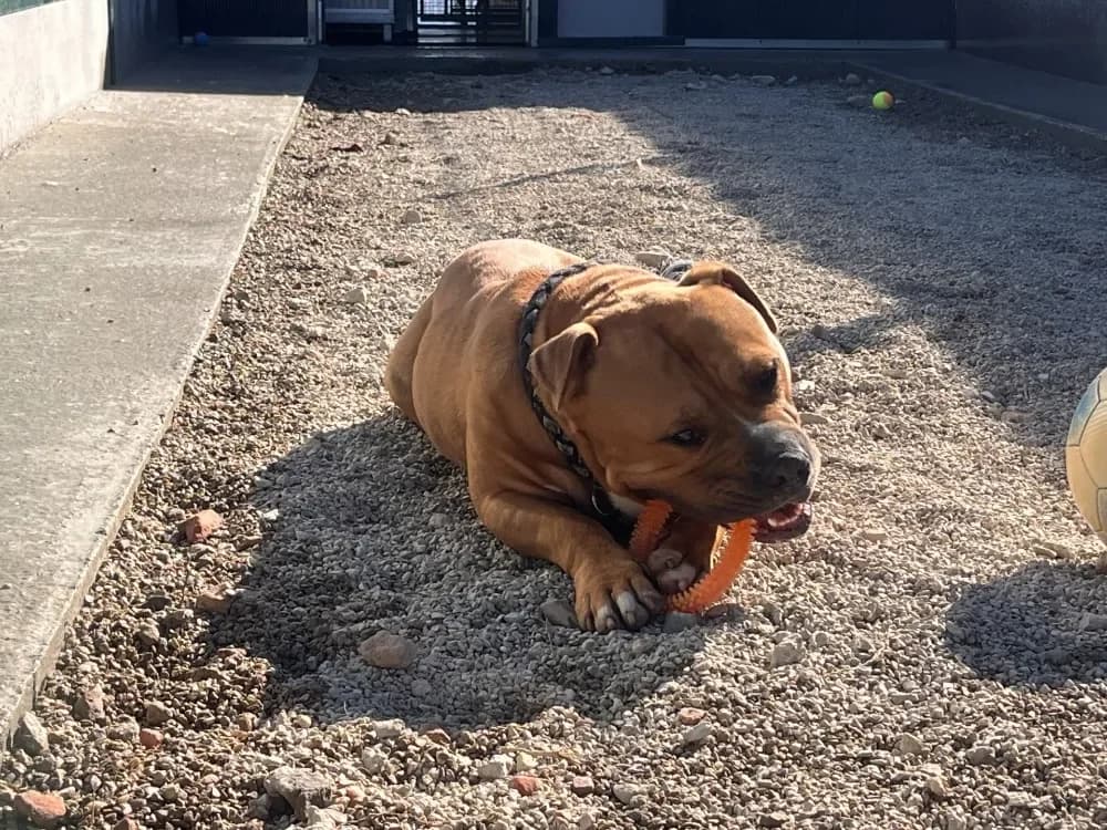 TAMZY, male American Bully for adoption at SPA France, Paris photo 2