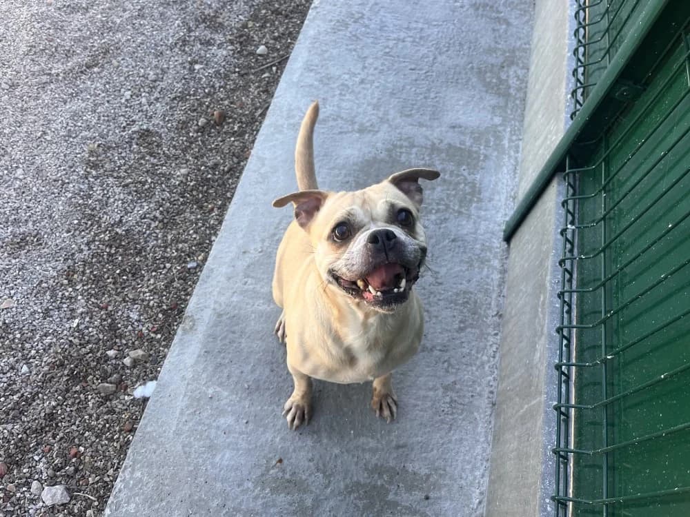 CLAFOUTIS, female Pug for adoption at Hazebrouck