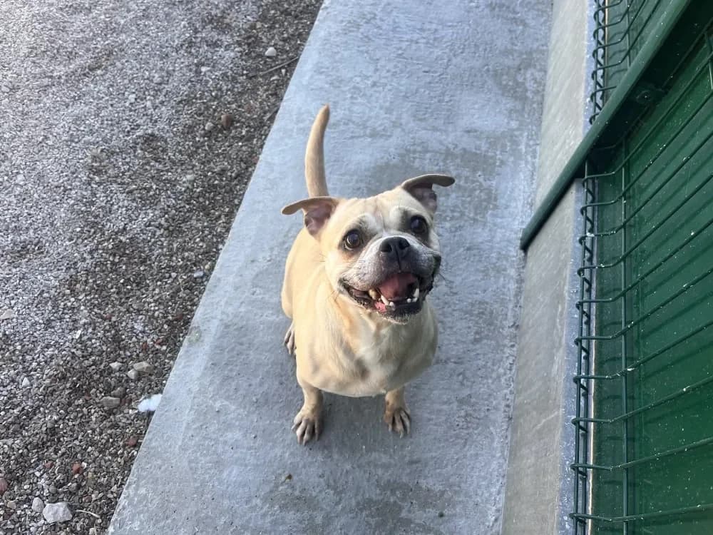 CLAFOUTIS, female Pug for adoption at Coeur de Flandres), Hazebrouck photo 2