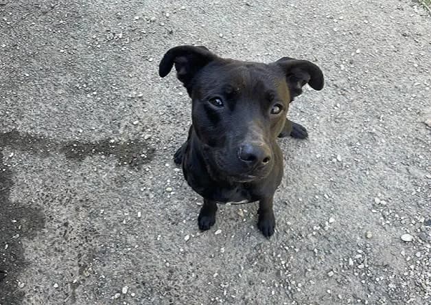 RAYMOND (réservé), male Labrador Retriever for adoption at Bouguenais), Nantes photo 2