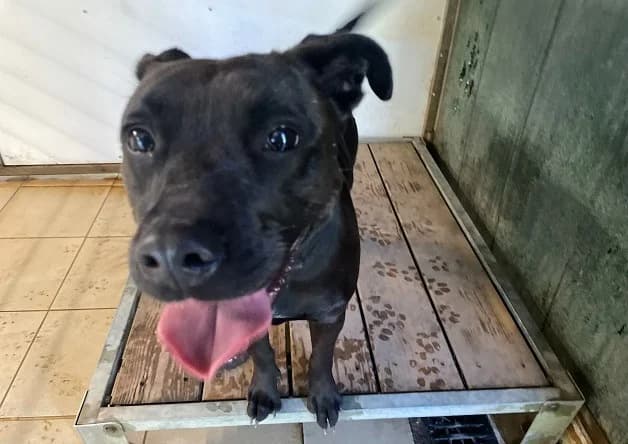 HUGUETTE, female 4yo Labrador Retriever for adoption at Bouguenais), Nantes
