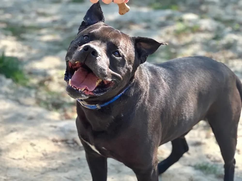 DJANGO, male Mixed Breed for adoption at SPA Lyon - Refuge de Marennes, Lyon photo 2