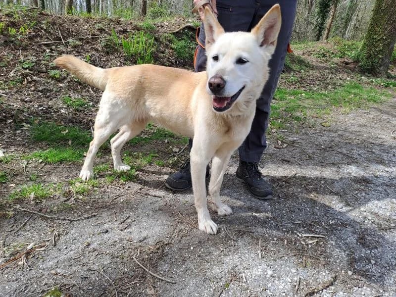 BEEBOP, female senior Mixed Breed for adoption at SPA Inzinzac-Lochrist, Inzinzac