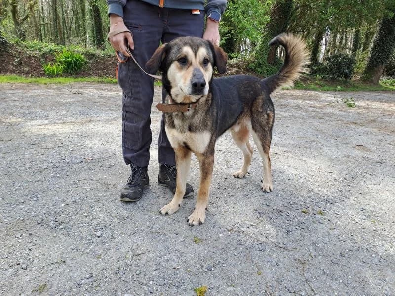 ZENKO, male young Mixed Breed for adoption at SPA Inzinzac-Lochrist, Inzinzac