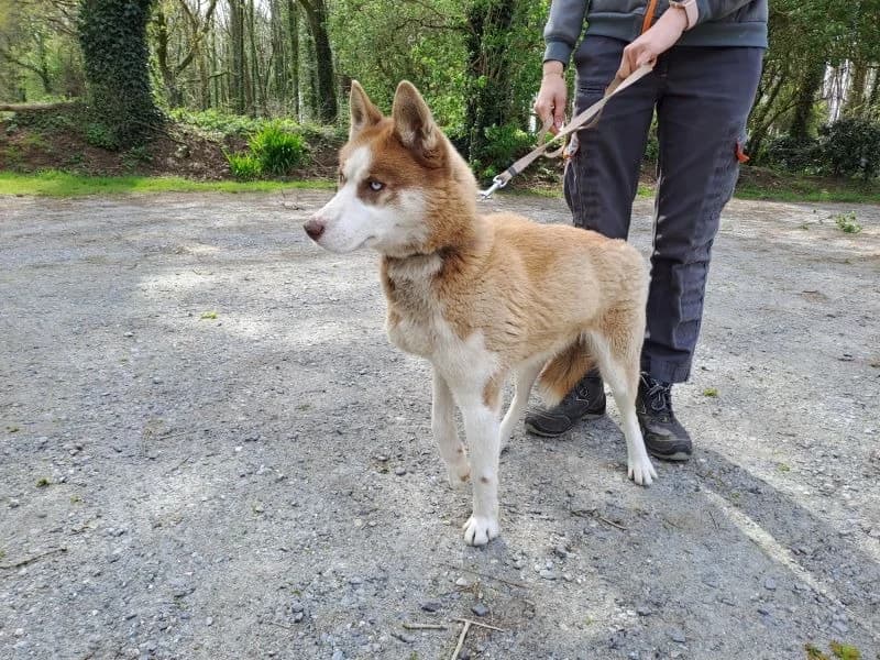 Tekoa, female Husky for adoption at SPA Inzinzac-Lochrist, Inzinzac