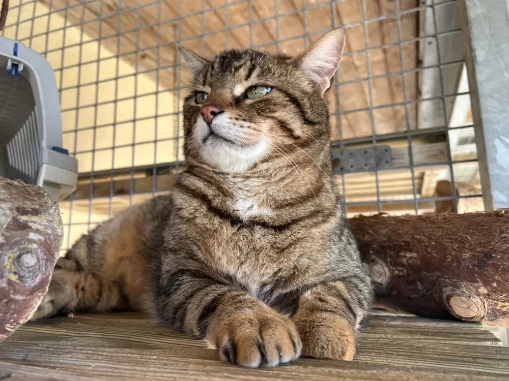 BOUBOULE, male mixed breed for adoption at SPA Pornic, Pornic