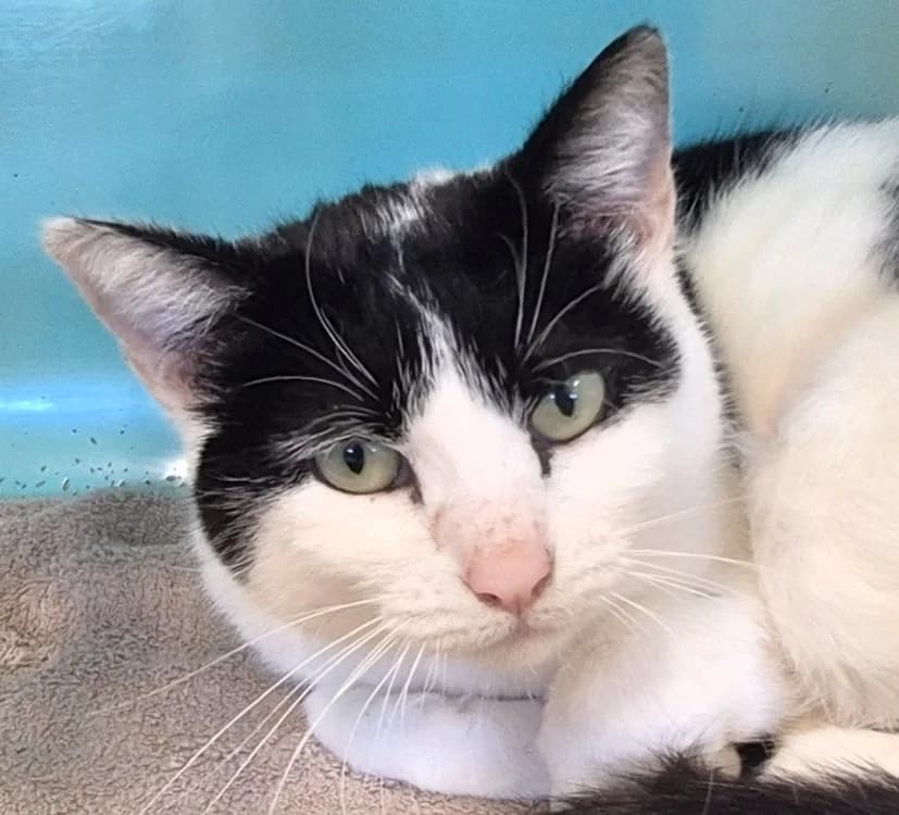 Sofia, female mixed breed for adoption at De Marsan