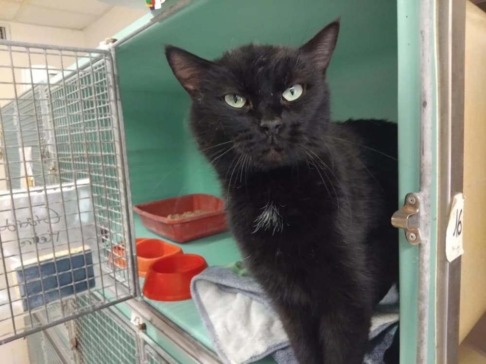 ABONDANCE, female mixed breed for adoption at SPA Plaisir, Plaisir