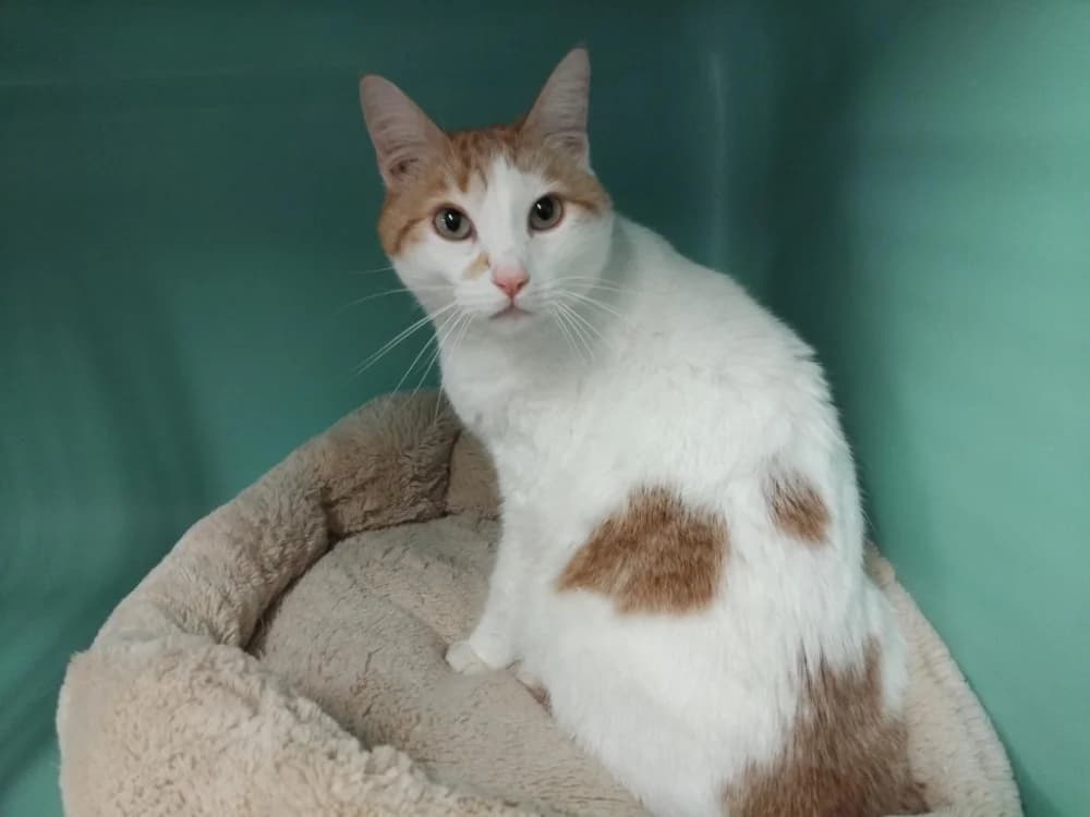 Chamalau PAB28672, male mixed breed for adoption at SPA Plaisir, Plaisir