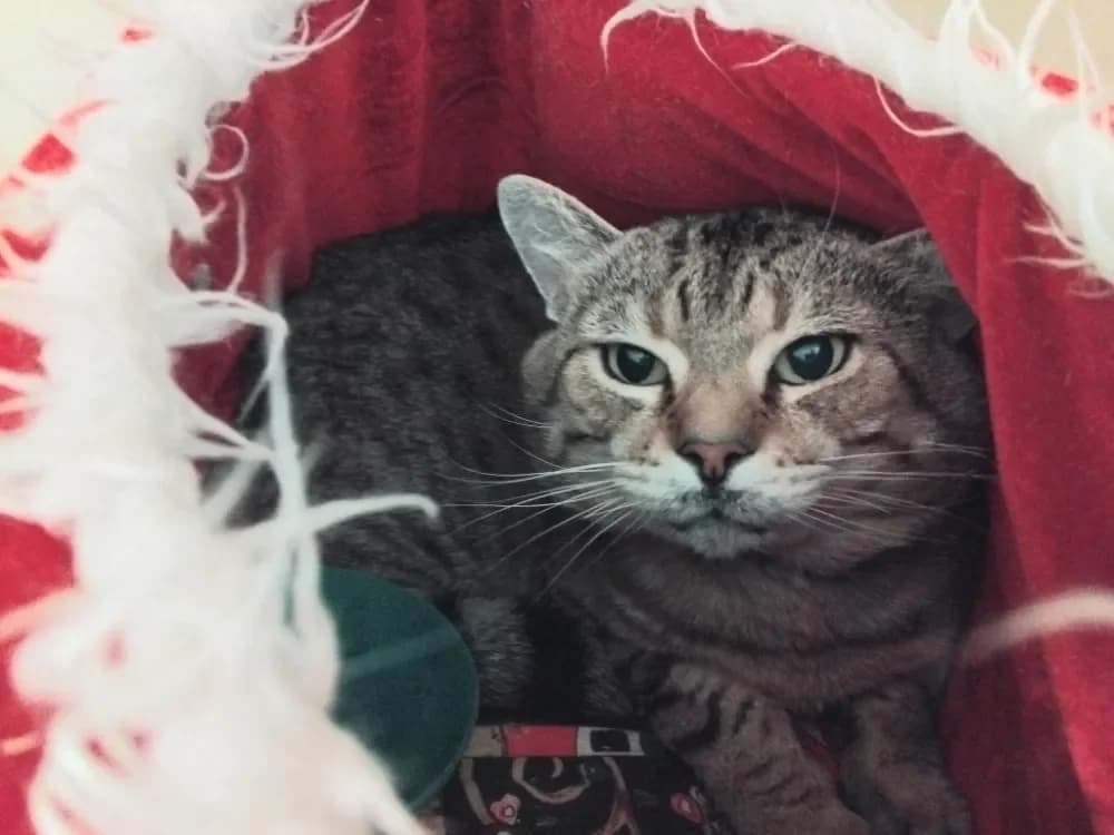 ETHAN PAB28553, male mixed breed for adoption at SPA Plaisir, Plaisir — photo 2 of 2