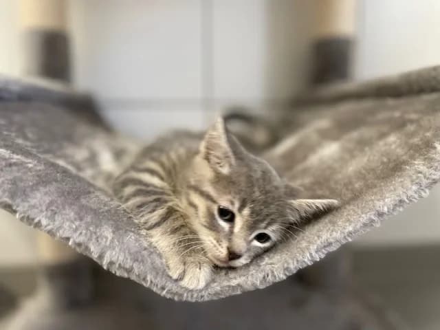 BOLT,  (SPA Chilleurs-aux-Bois)