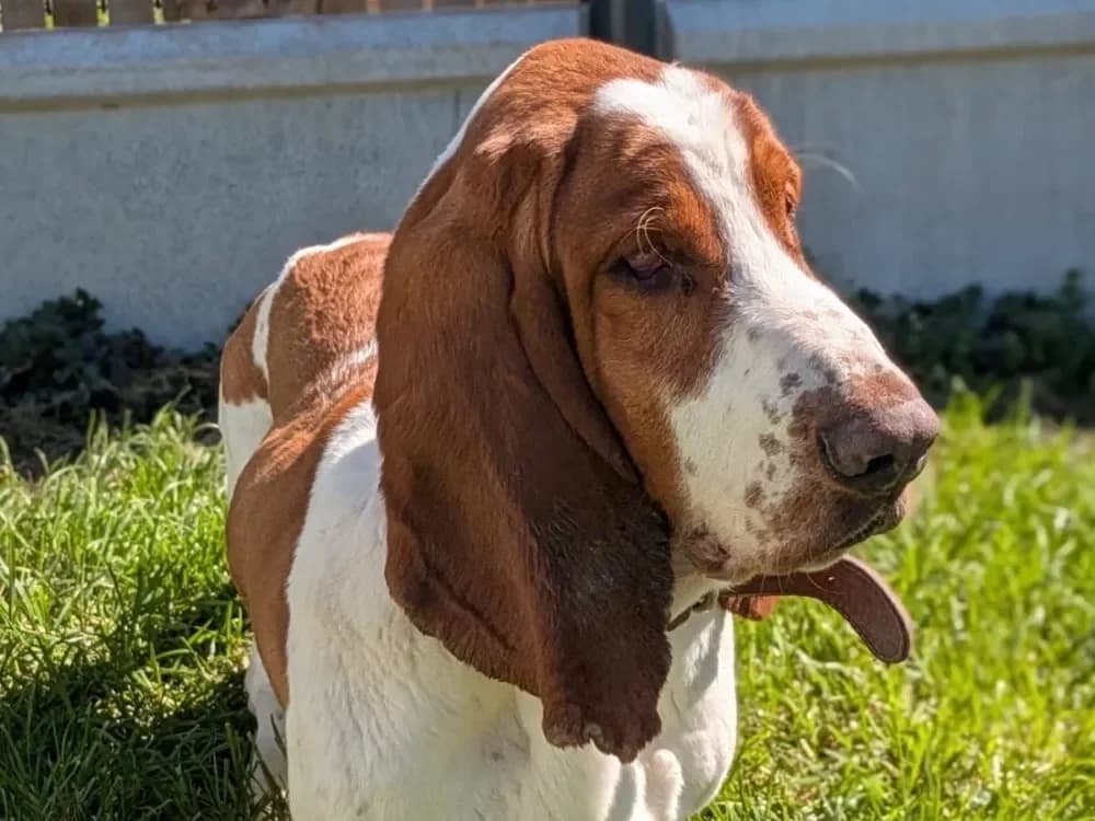Alphonse, male Basset Hound for adoption at SPA France, Paris photo 2