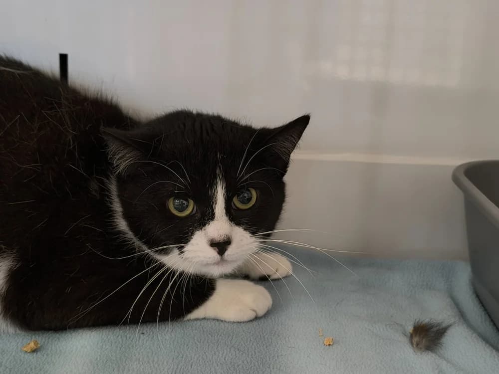 LEILA, female mixed breed for adoption at Ardennes