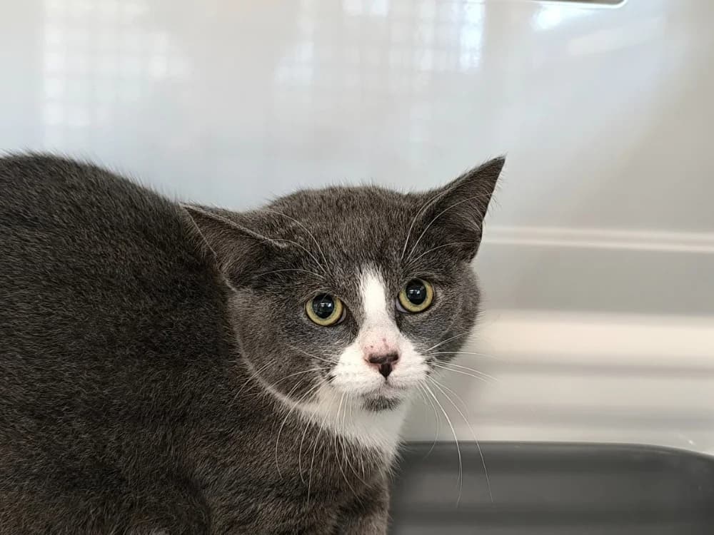 ROMEO, male mixed breed for adoption at Ardennes