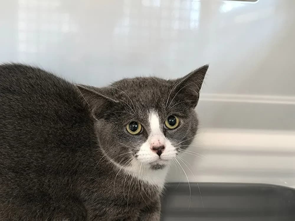 ROMEO, male mixed breed for adoption at Maubert-Fontaine), Ardennes photo 2