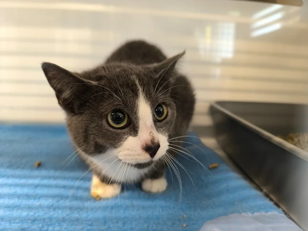 OREO, male mixed breed for adoption at Ardennes