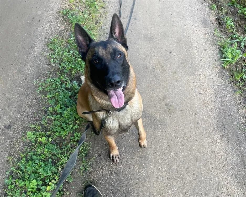 SGHOST, male Belgian Malinois for adoption at SPA France, Paris photo 2