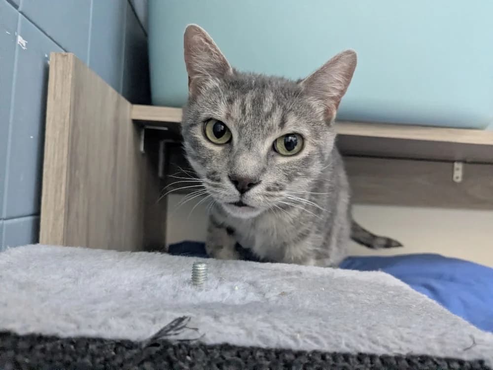 ZOE, female mixed breed for adoption at Tourcoing