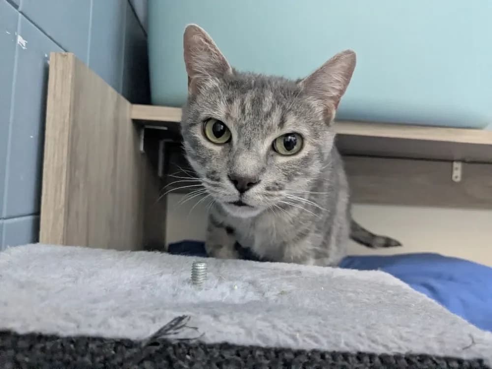 ZOE, female mixed breed for adoption at SPA France, Paris photo 2