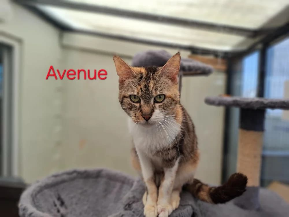Avenue, female mixed breed for adoption at Poulainville