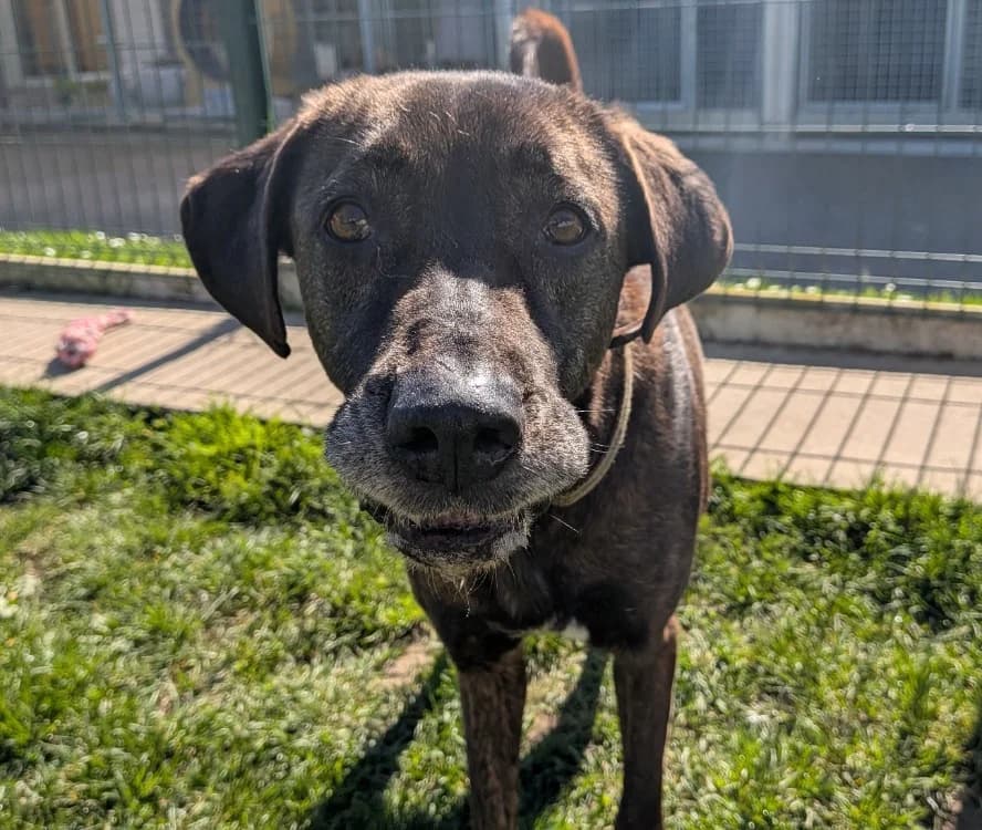 REGLISSE, female Mixed Breed for adoption at SPA Laon, Laon