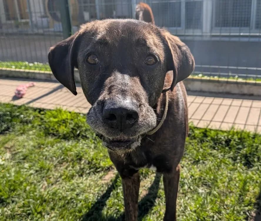 REGLISSE, female Mixed Breed for adoption at SPA Laon, Laon — photo 2 of 2