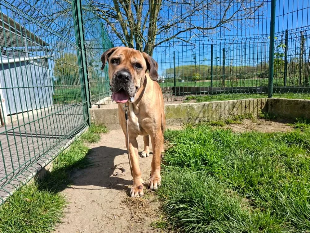 OUMI, female 7yo Cane Corso for adoption at SPA Laon, Laon