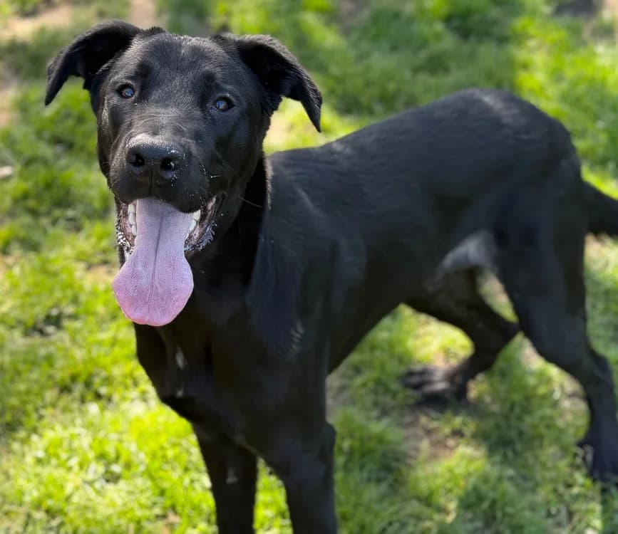 Jazz CAA15054, male Mixed Breed for adoption at SPA Compiègne, Compiègne
