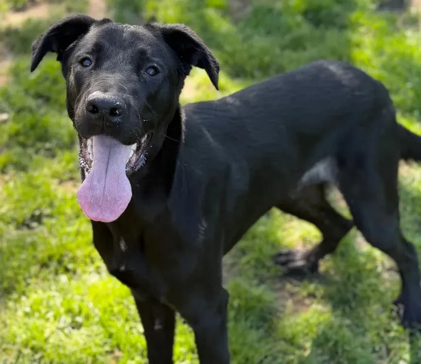 Jazz CAA15054, male Mixed Breed for adoption at SPA Compiègne, Compiègne — photo 2 of 2