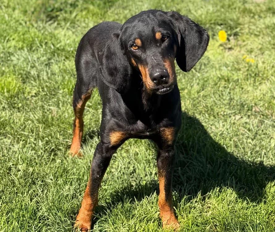 Woogy CAA15057, male Mixed Breed for adoption at SPA Compiègne, Compiègne