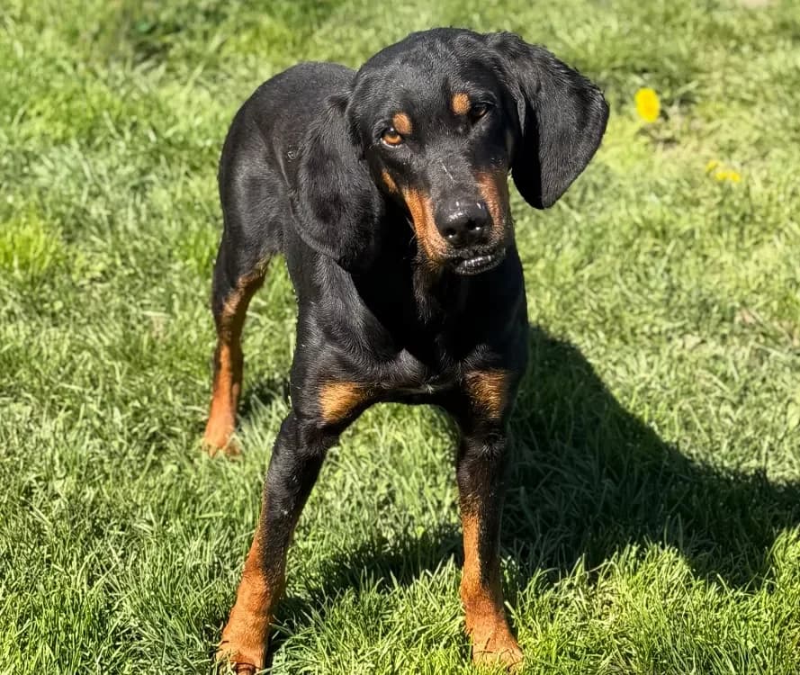 Woogy CAA15057, male Mixed Breed for adoption at SPA Compiègne, Compiègne — photo 2 of 2