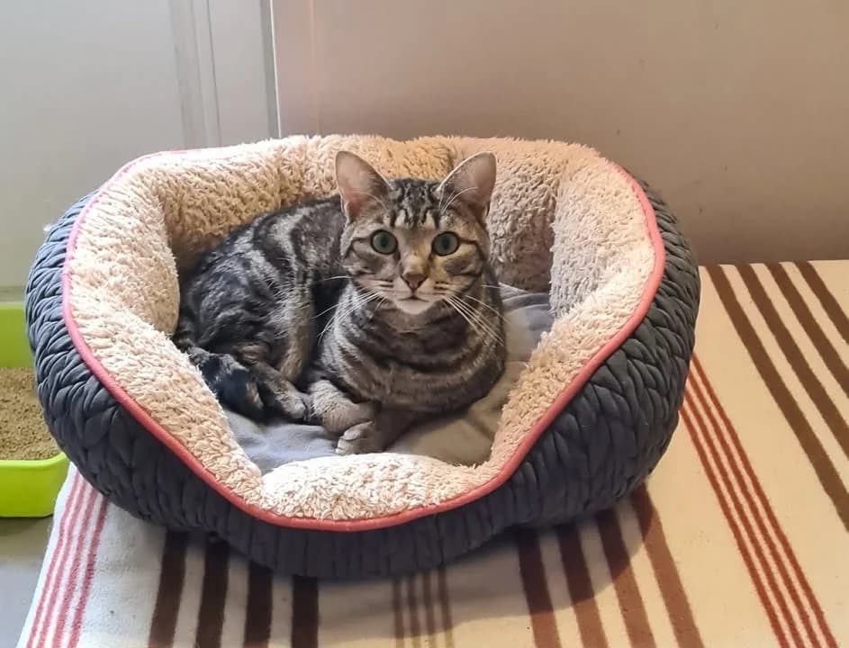 MYSTERE, male mixed breed for adoption at Niort