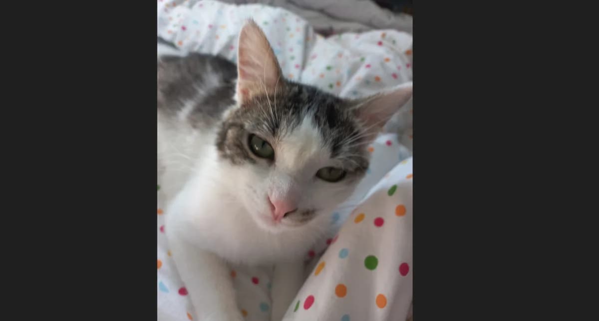 ANNETTE, female mixed breed for adoption at Niort